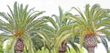 Palms